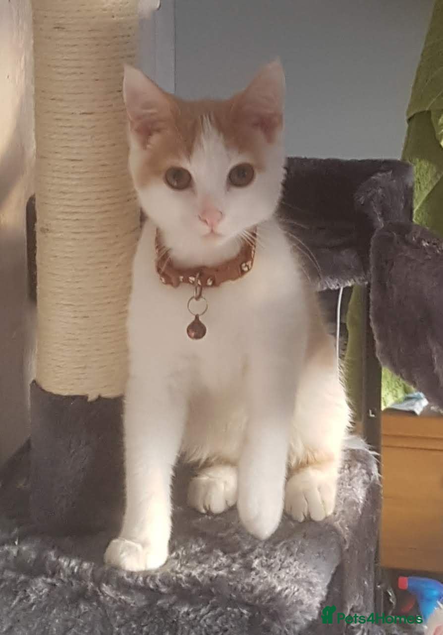 Mixed Breed cats Gorgeous boy - Advert 20