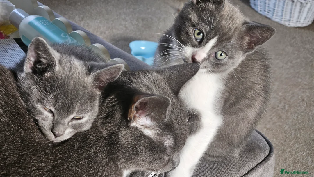Mixed Breed cats for sale: Grey kittens - Advert 5