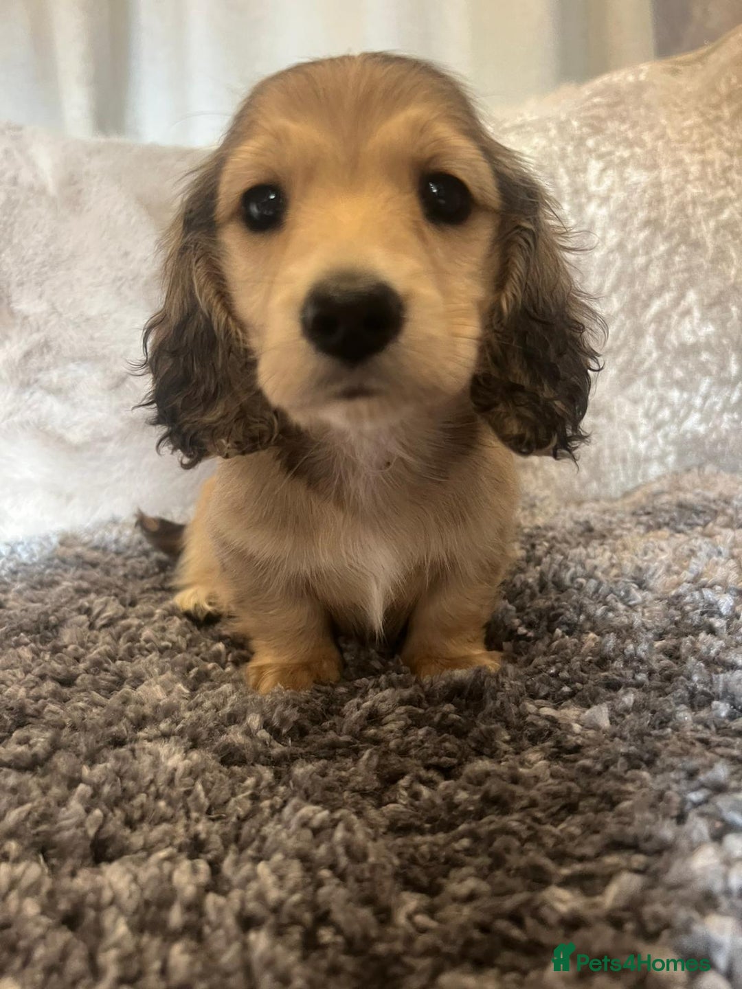 Miniature Dachshund dogs for sale: Cream Longhaired miniature dachshunds  - Advert 7