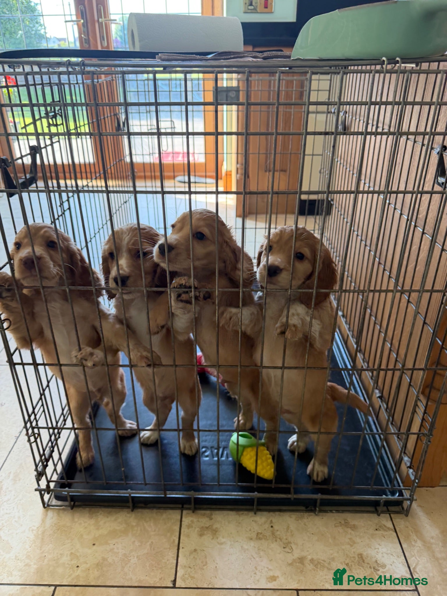 Cocker Spaniel dogs Stunning Lemon Working Cocker Spaniel Puppies - Advert 7