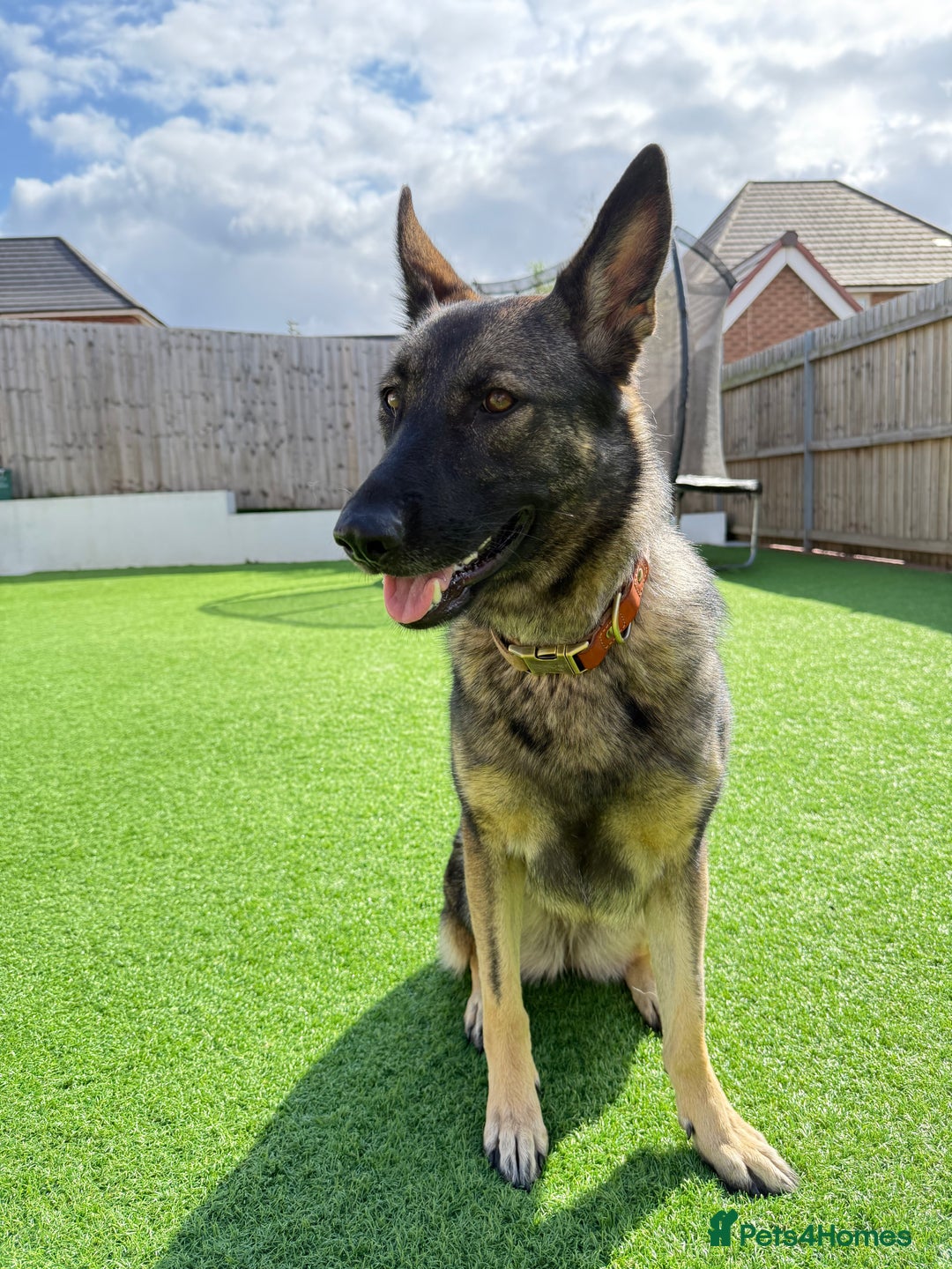 German Shepherd dogs for sale: Lovely German Shepherd Girl -Rare GSD Working Line - Advert 3