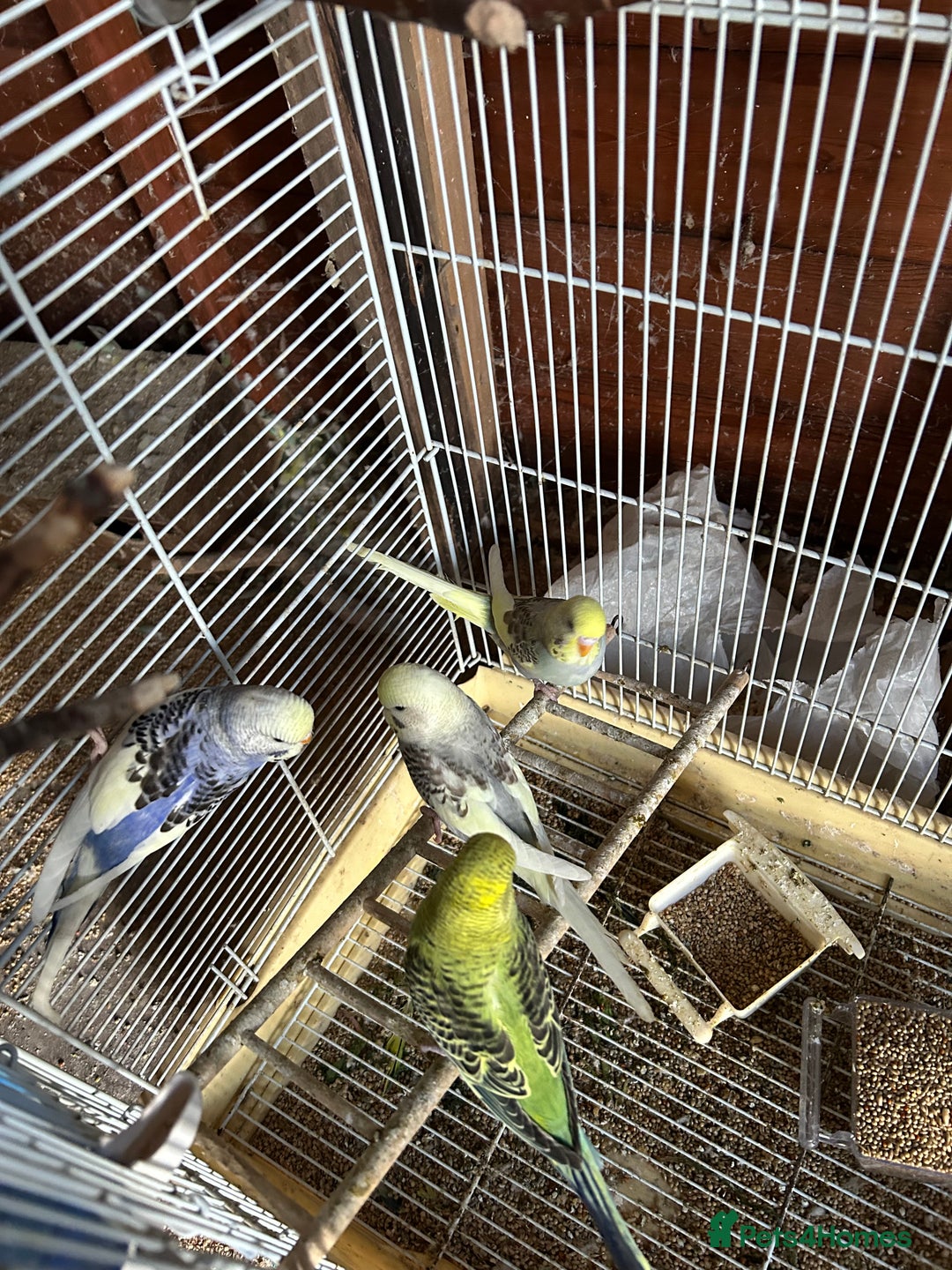 Budgerigars birds for sale: Budgies  - Image 5