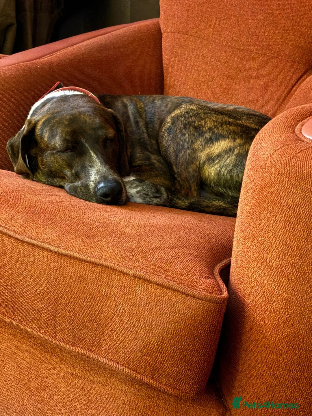 Mixed Breed dogs for adoption: Billy is ready for his forever  in Liverpool - Advert 6