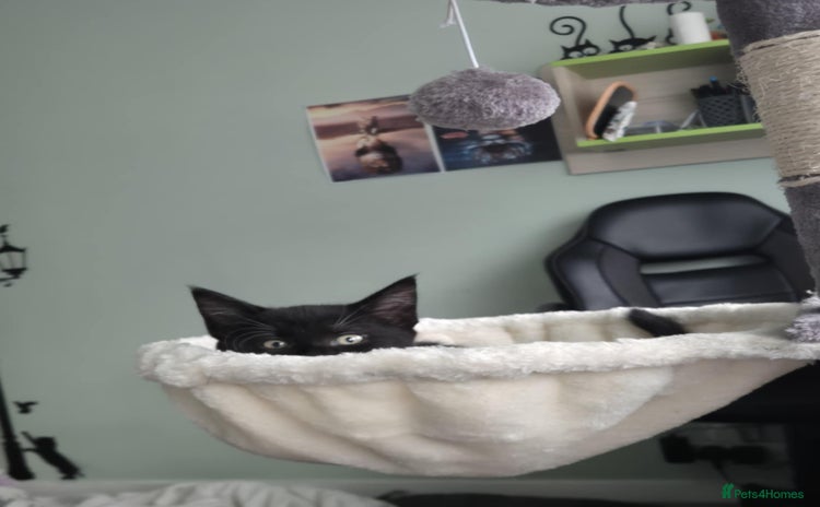 European cats - Advert 2