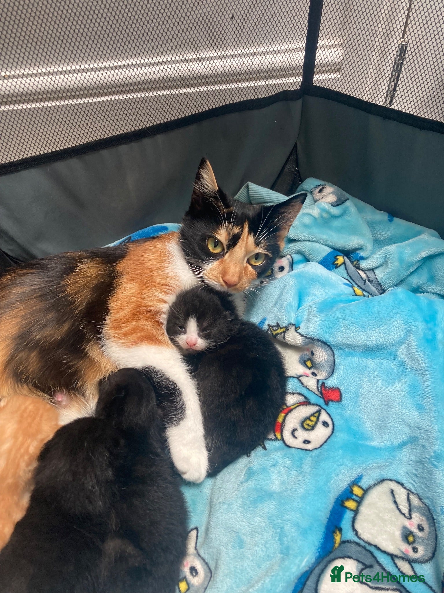 Mixed Breed cats Calico kittens for sale - Advert 2