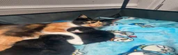 Mixed Breed cats for sale: Calico kittens for sale in Consett - Advert 1