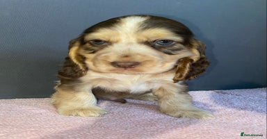 Cocker Spaniel dogs - Advert 3