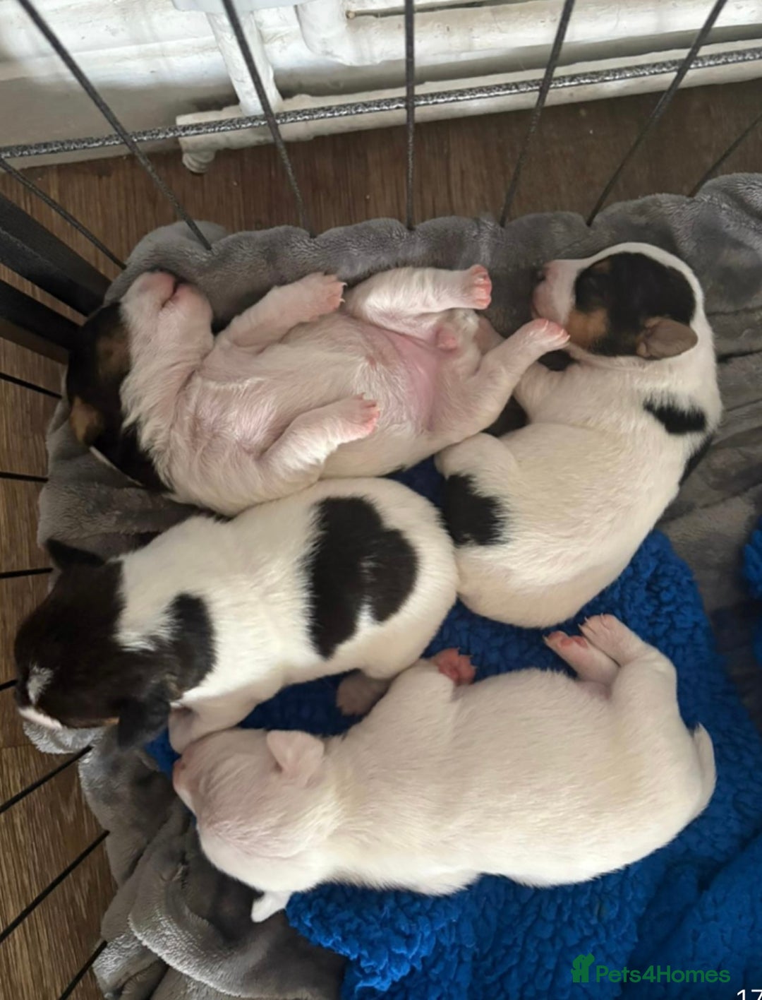 Jack Russell dogs for sale: jack Russell puppies for sell  - Image 20