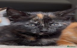 Mixed Breed cats for sale: 1/4 Maincoon dog friendly tortoiseshell girl - Image 2