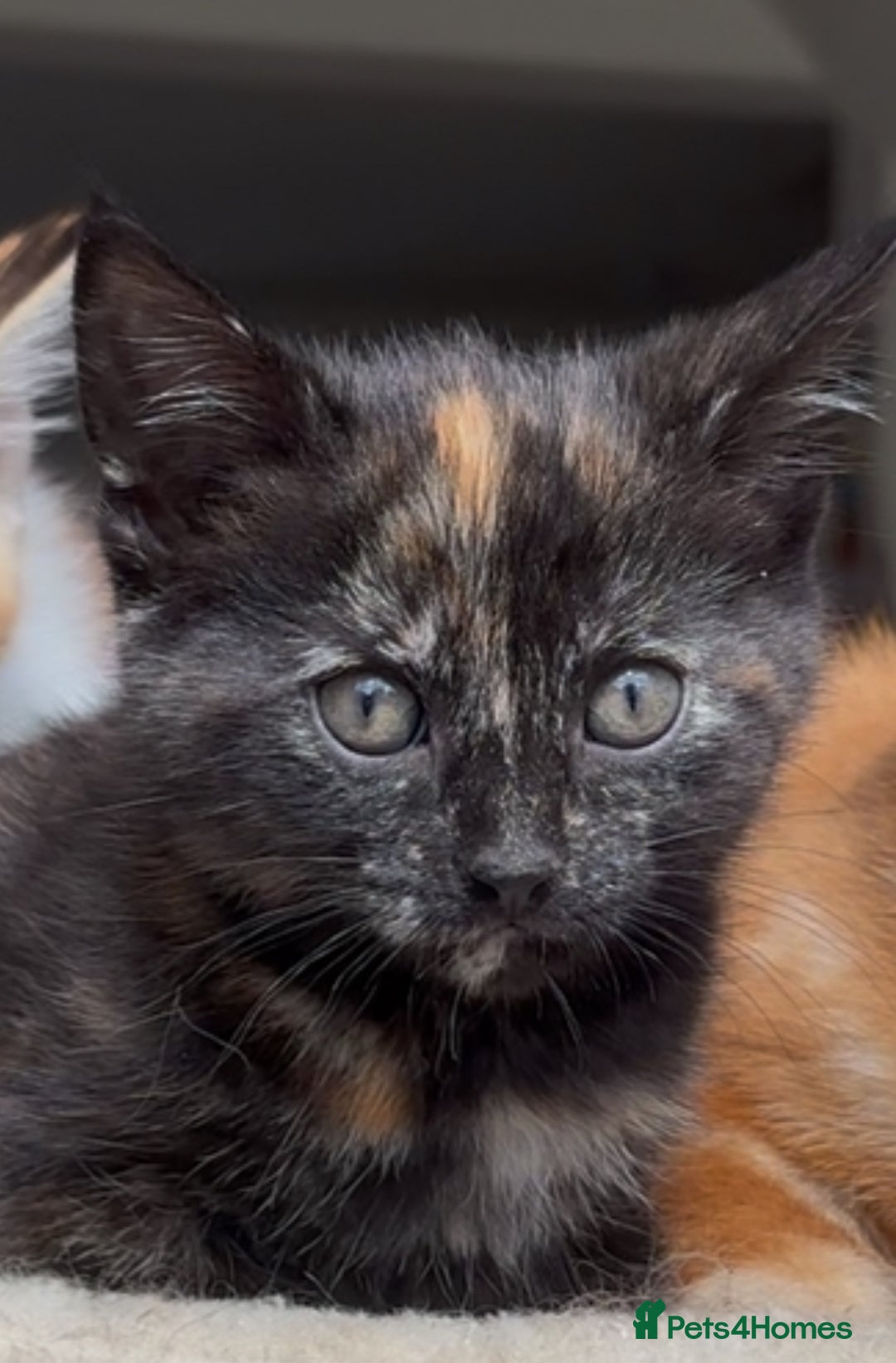 Mixed Breed cats for sale: 1/4 Maincoon dog friendly tortoiseshell girl - Image 2