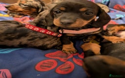 Dachshund dogs for sale: Dachshund Puppies - Image 19