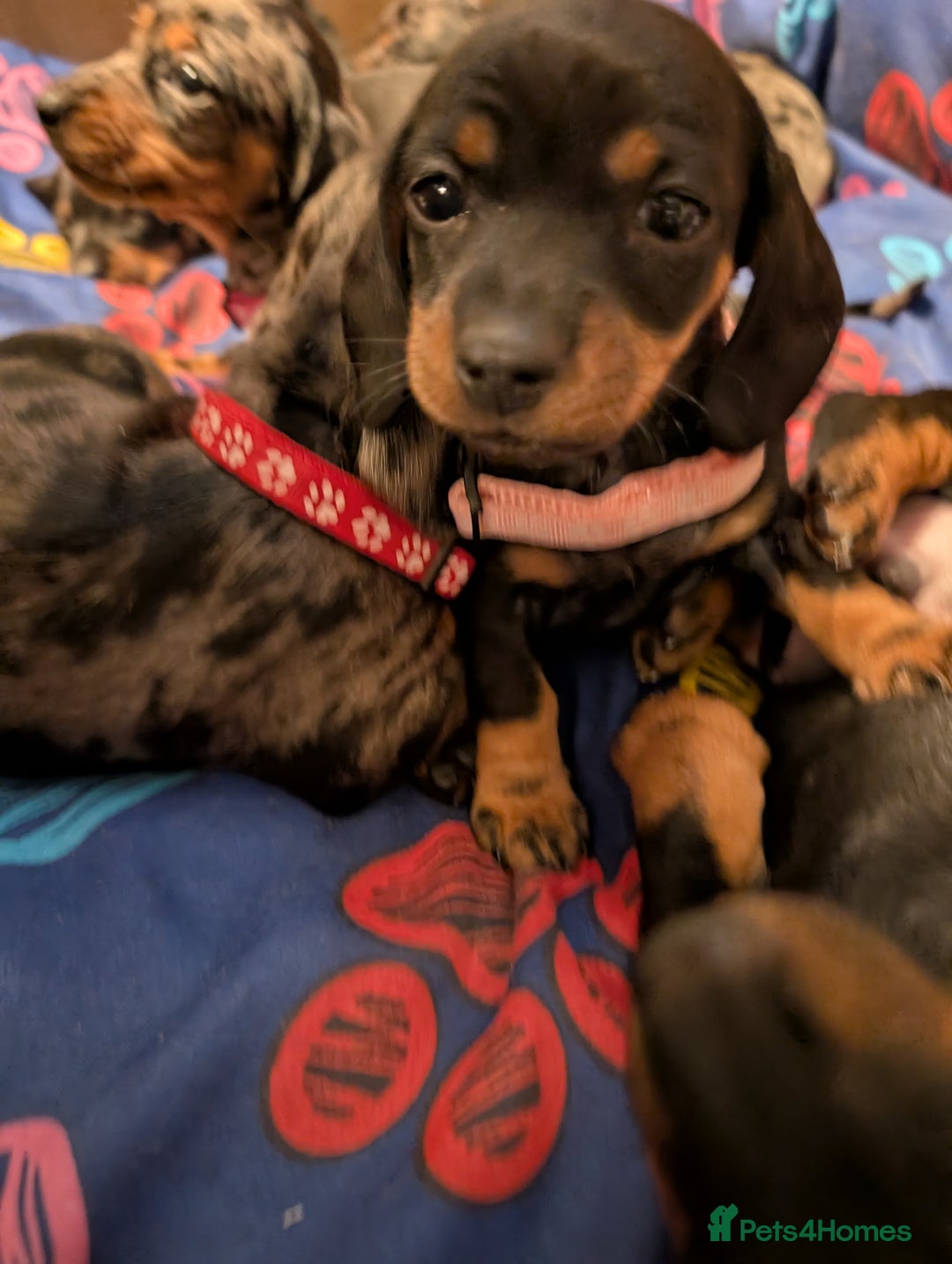 Dachshund dogs for sale: Dachshund Puppies - Image 19