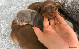 Miniature Dachshund dogs for sale: Miniature dachshund puppies - Image 6