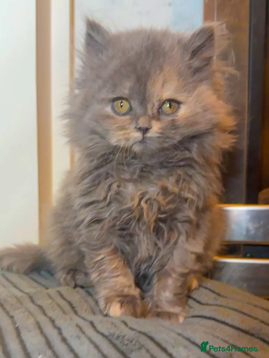 British Shorthair cats for sale: Cinnamon carrier Kittens  - Advert 1