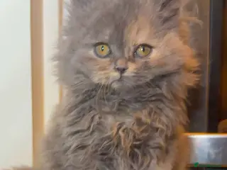 British Shorthair cats Cinnamon carrier Kittens - Advert 2