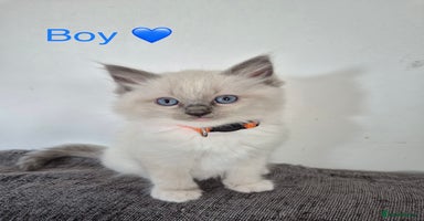 Ragdoll cats - Advert 11