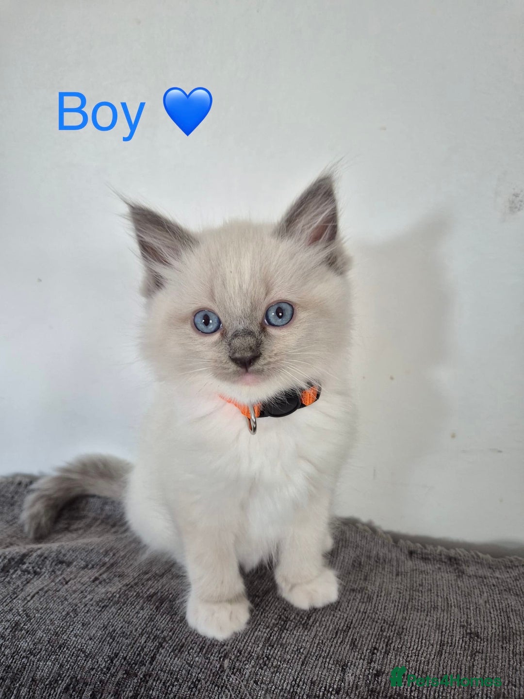 Ragdoll cats for sale: Purebred Blue Point Ragdoll Kittens 🐾 - Image 3