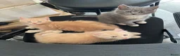 Mixed Breed cats for sale: 3/4 Maine Coon Polydactyl Kittens - Advert 10