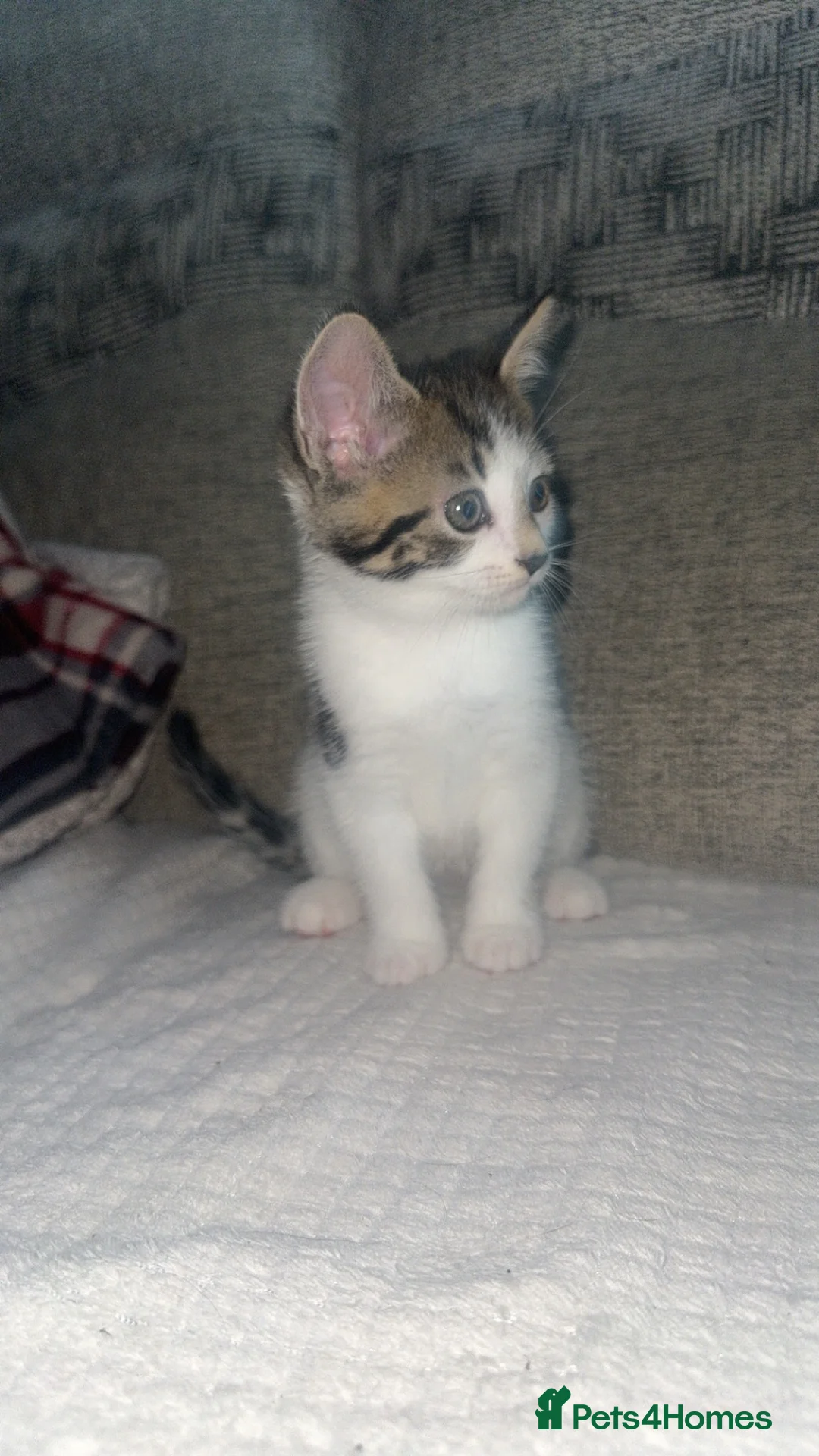 Mixed Breed cats for sale: Beautiful white tabby boy LITTER TRAINED - Advert 3