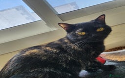 Arabian Mau cats for adoption: Majarrah - Image 4