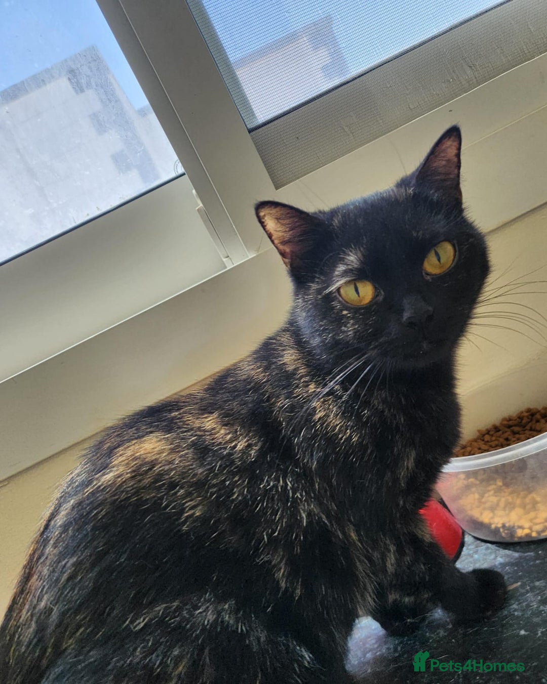 Arabian Mau cats for adoption: Majarrah - Image 4