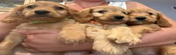Cockapoo dogs for sale: 3 playful  F1  cockapoo boys ready to leave - Advert 22