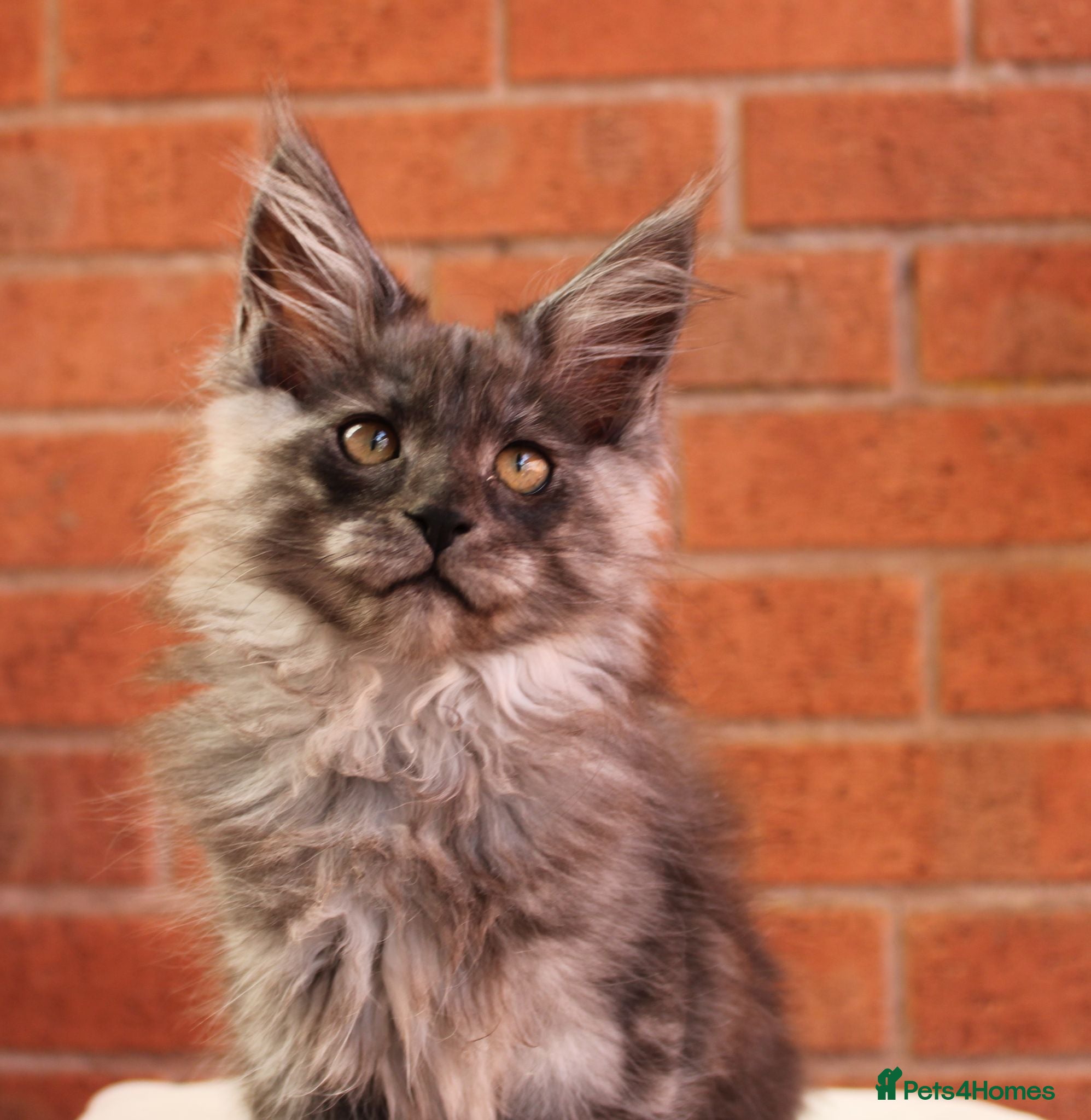 Maine Coon cats 🐾 Last little black smoke left🐾 - Advert 1