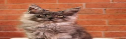 Maine Coon cats for sale: 🐾 WildPawzuk TICA Registered Maine Coon Kittens🐾 - Advert 17