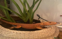 Bearded Dragon reptiles for sale: Cuddly red beardie for sale (male) with full viv  - Image 1