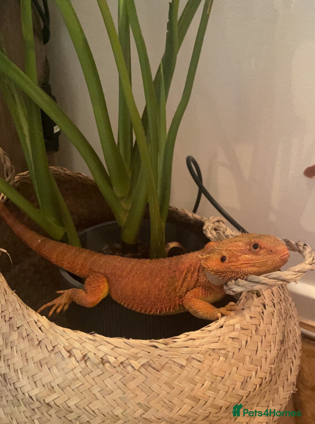 Bearded Dragon reptiles for sale: Cuddly red beardie for sale (male) with full viv  - Image 1