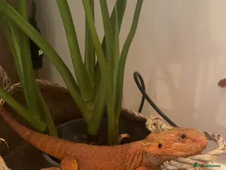 Bearded Dragon reptiles Cuddly red beardie for sale (male) with full viv - Advert 15