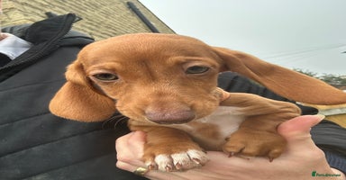Miniature Dachshund dogs - Advert 1