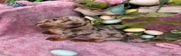 Miniature Dachshund dogs for sale: Miniature dachshund pups long hair & smooth hair  - Advert 7