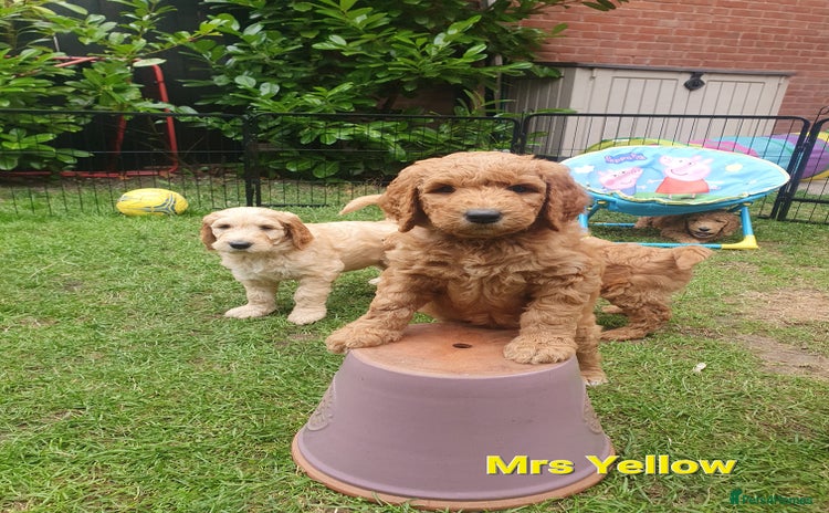 Goldendoodle dogs - Advert 3