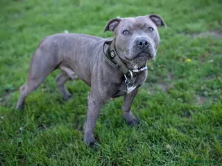 Staffordshire Bull Terrier dogs KC Registered Staffy Stud - Health Tested - Advert 1