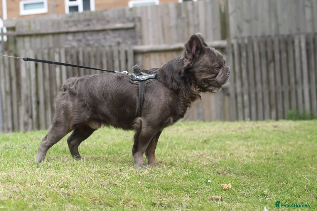 French Bulldog dogs for stud: Big rope fluffy french bulldog  - Advert 6