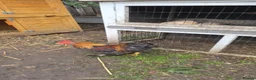 Mixed Breed poultry for sale: roosters for sale and sharma pair  - Advert 3