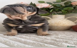 English Bulldog dogs for sale: Top quality English bulldog puppies  - Image 10