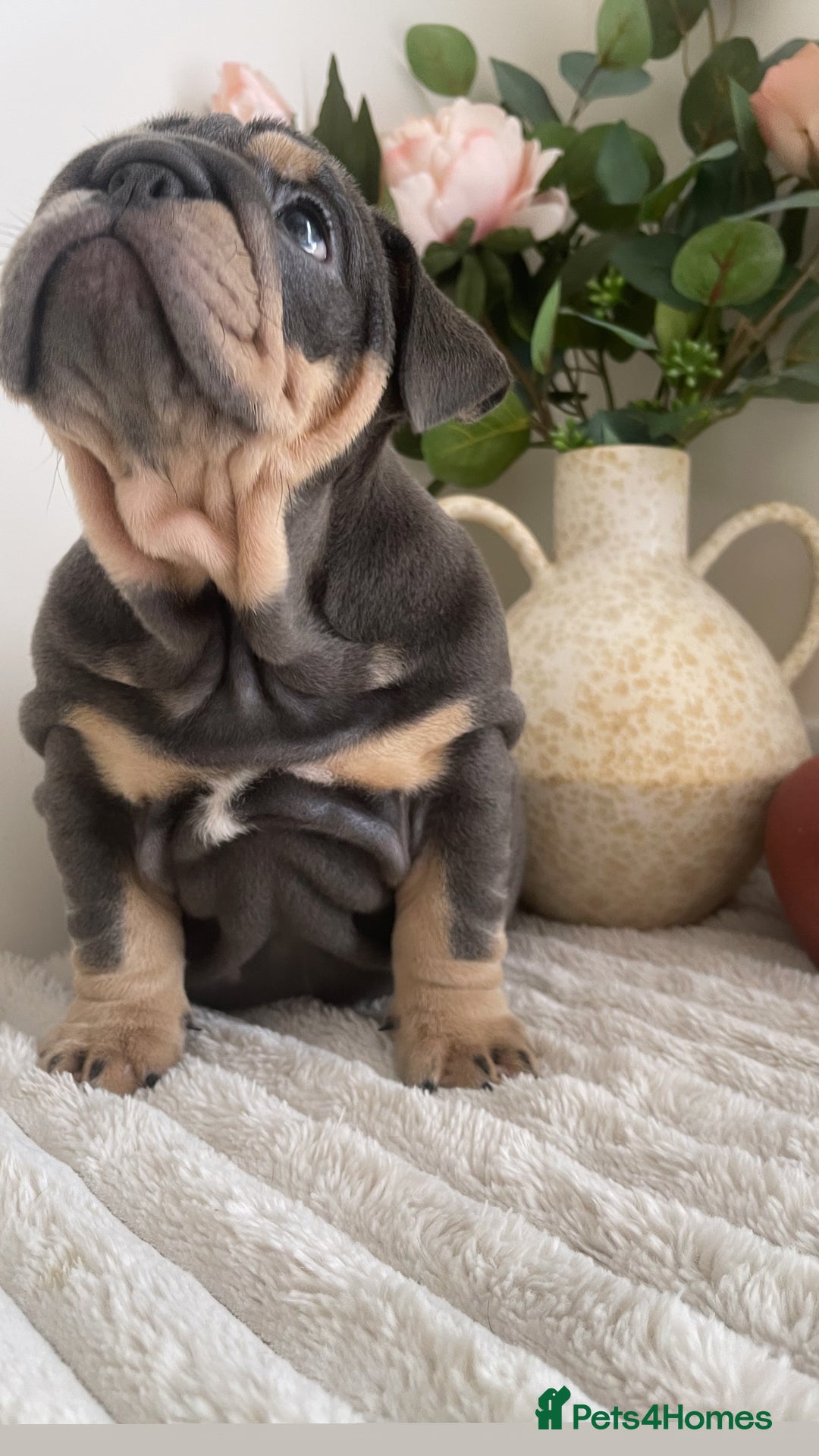 English Bulldog dogs for sale: Top quality English bulldog puppies  - Image 10