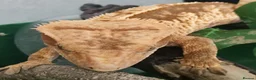 Gecko reptiles for sale: Crested gecko  in London - Advert 2