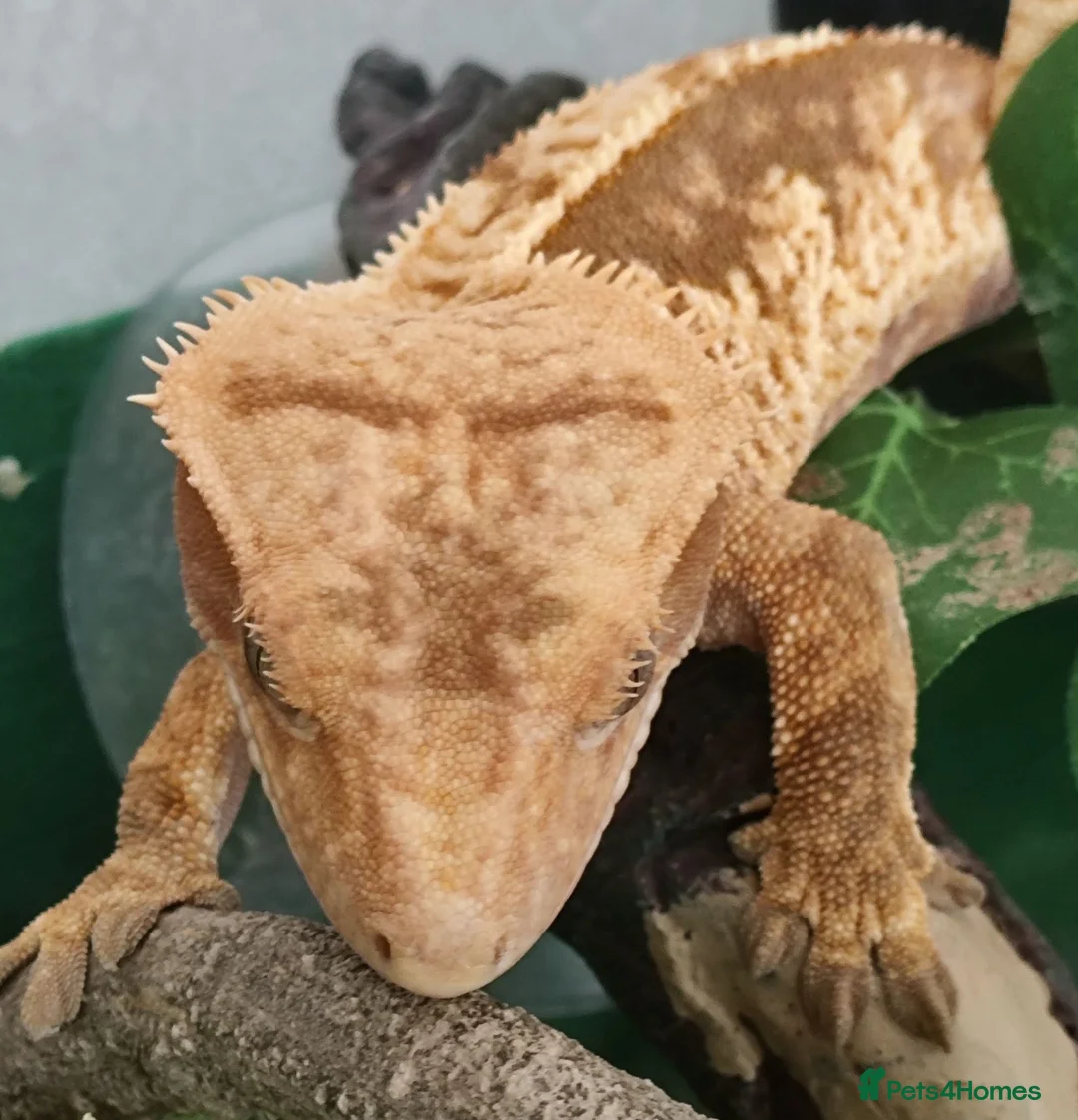 Gecko reptiles for sale: Crested gecko  in London - Advert 2