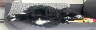Mixed Breed Puppy 1