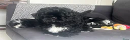 Mixed Breed dogs for sale:  Shihpoo x cavalier King Charles puppies for sale in Ramsgate - Advert 5
