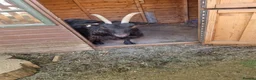 Goats livestock for sale: Pygmy goats  - Advert 9