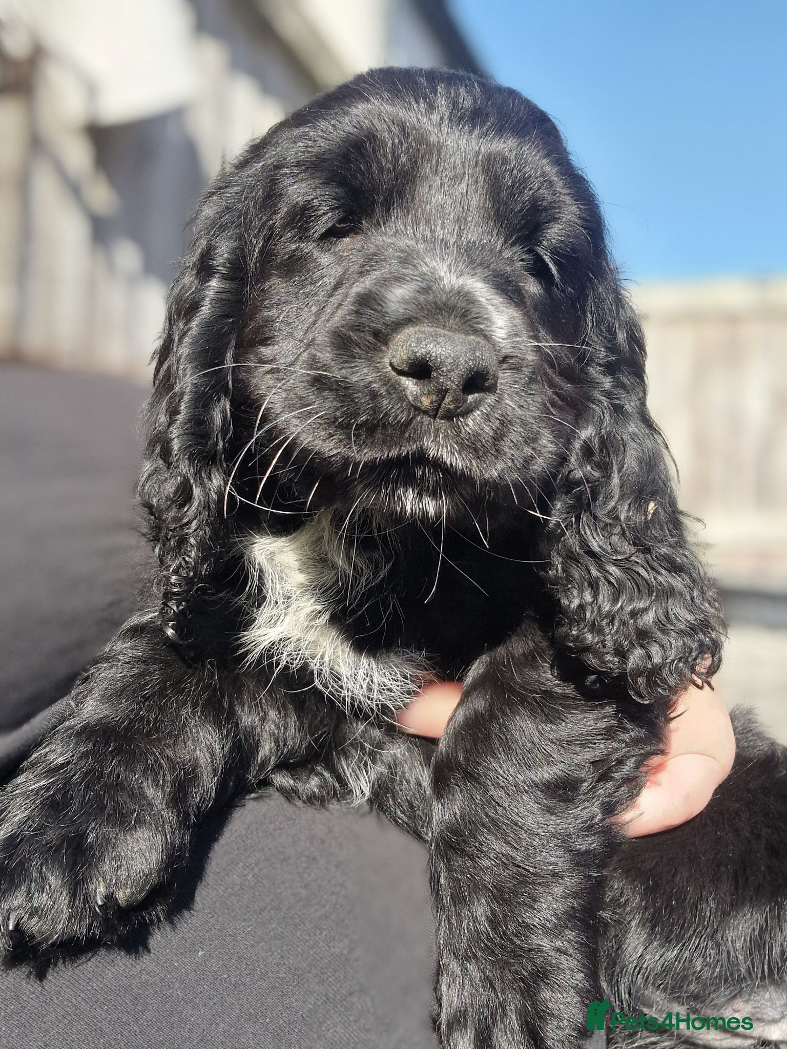 Sprocker dogs 2 BEAUTIFULL SPROCKERS FOR SALE, READY TO LEAVE! - Advert 3