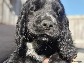 Sprocker dogs 2 BEAUTIFULL SPROCKERS FOR SALE, READY TO LEAVE! - Advert 3