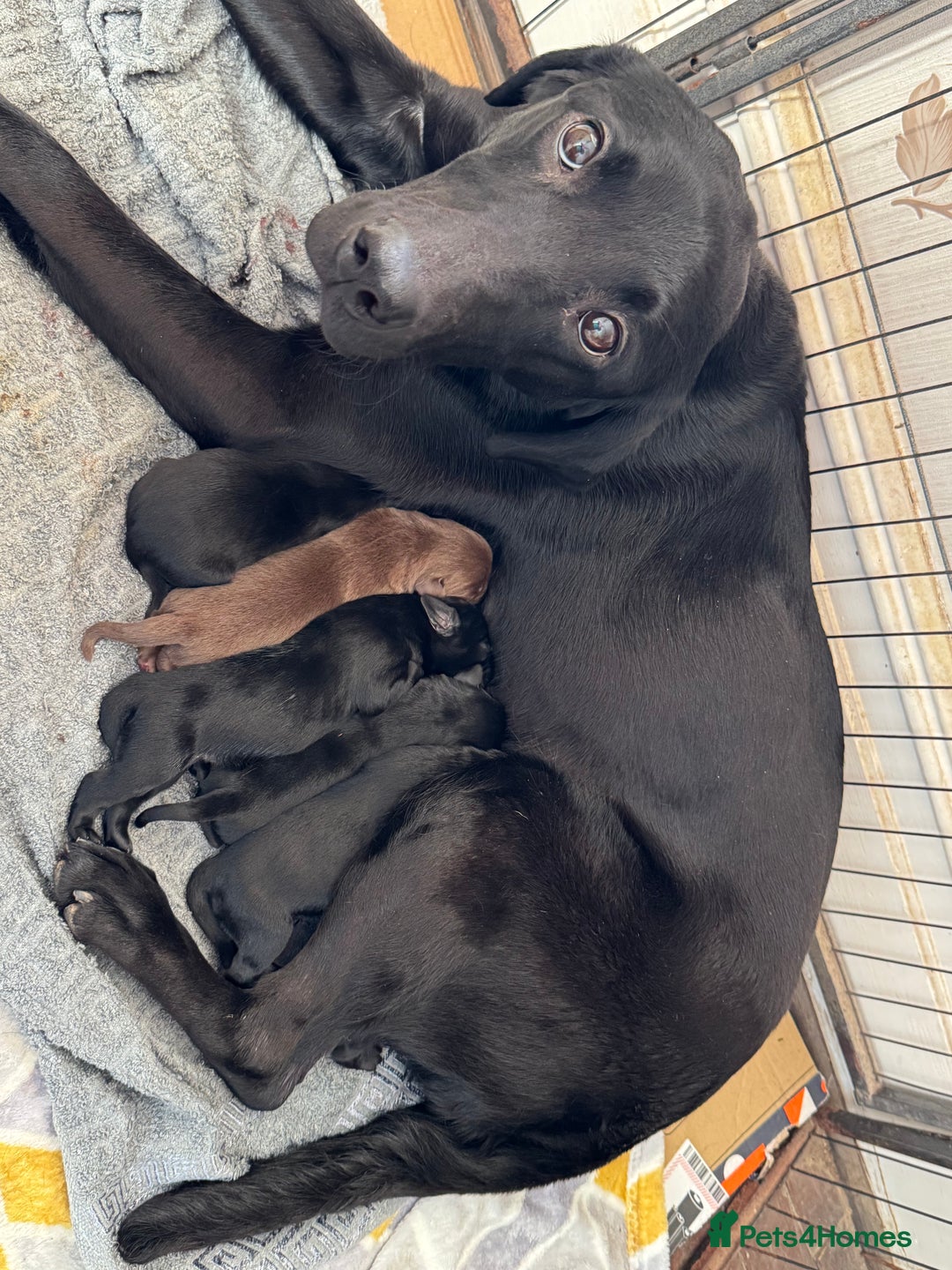 Labrador Retriever dogs for sale: Labrador pups from great working lines  - Advert 6