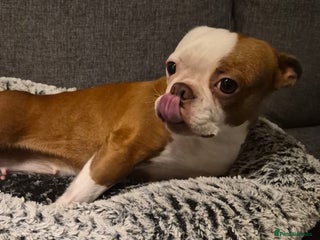 Boston Terrier dogs Rehome Rosie - Advert 2