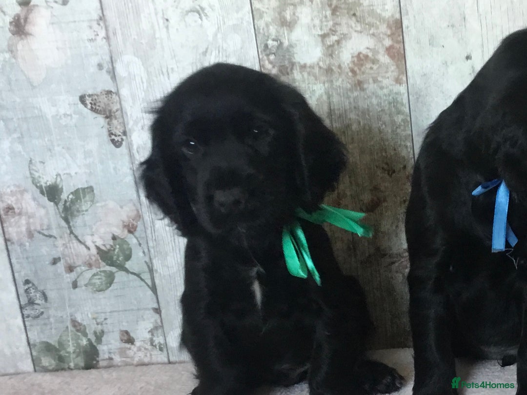 Cocker Spaniel dogs for sale: Well socialised Pedigree Cocker pups - Image 21
