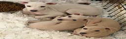 Italian Greyhound dogs for sale: 🐾Stunning cream kc registered Italian greyhound🐾 - Advert 4